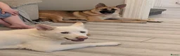 Mixed Breed dogs for sale: Two Dogs For Sale - Advert 2