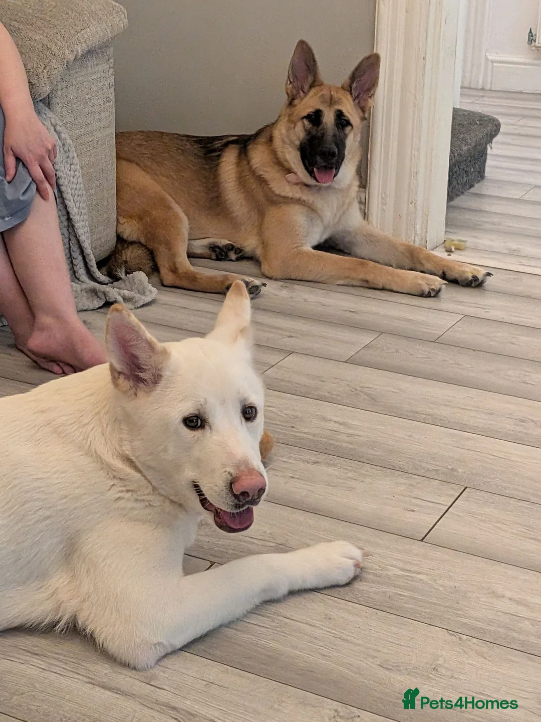 Mixed Breed dogs for sale: Two Dogs For Sale - Advert 2