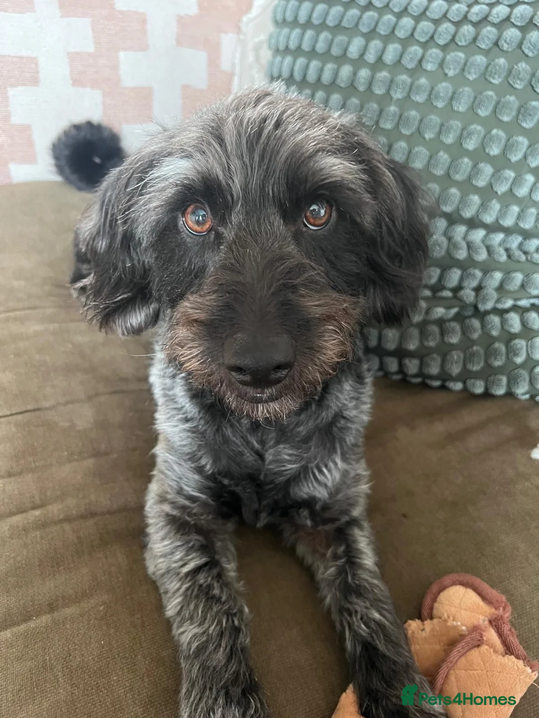 Mixed Breed dogs for sale: Calvin, 5 year old sweet boy looking for new home - Advert 5