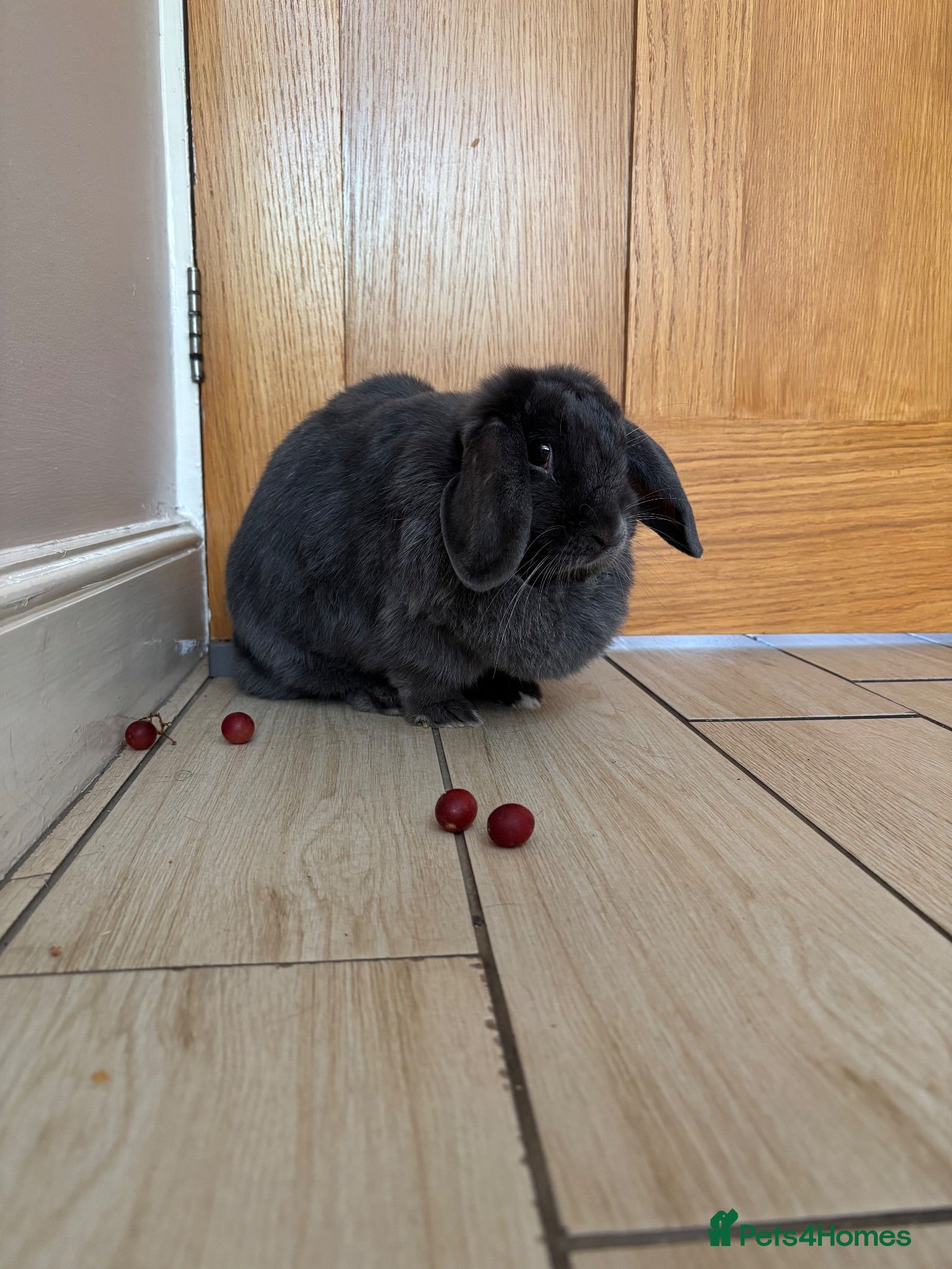 Mini Lop rabbits Beautiful Blue Adult Female Mini Lop - Advert 2