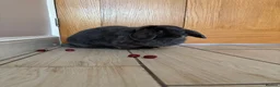 Mini Lop rabbits for sale: Beautiful Blue Adult Female Mini Lop - Advert 1