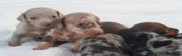 Miniature Dachshund dogs for sale: Miniature Dachshund Puppies - Advert 10