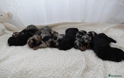 Sheepadoodle dogs for sale: Mini Sheepadoodle the wait is over!  - Image 13