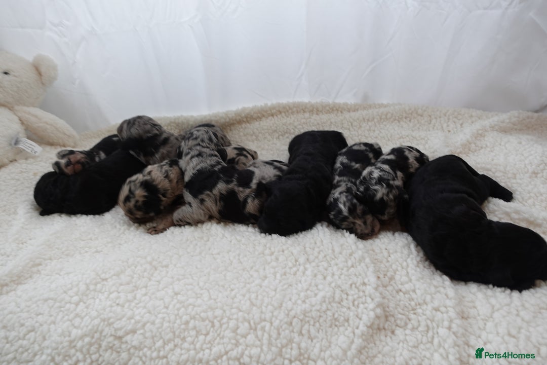 Sheepadoodle dogs for sale: Mini Sheepadoodle the wait is over!  - Image 13