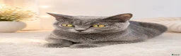 British Shorthair cats for sale: Beautiful British Shorthair Kittens Available - Advert 1