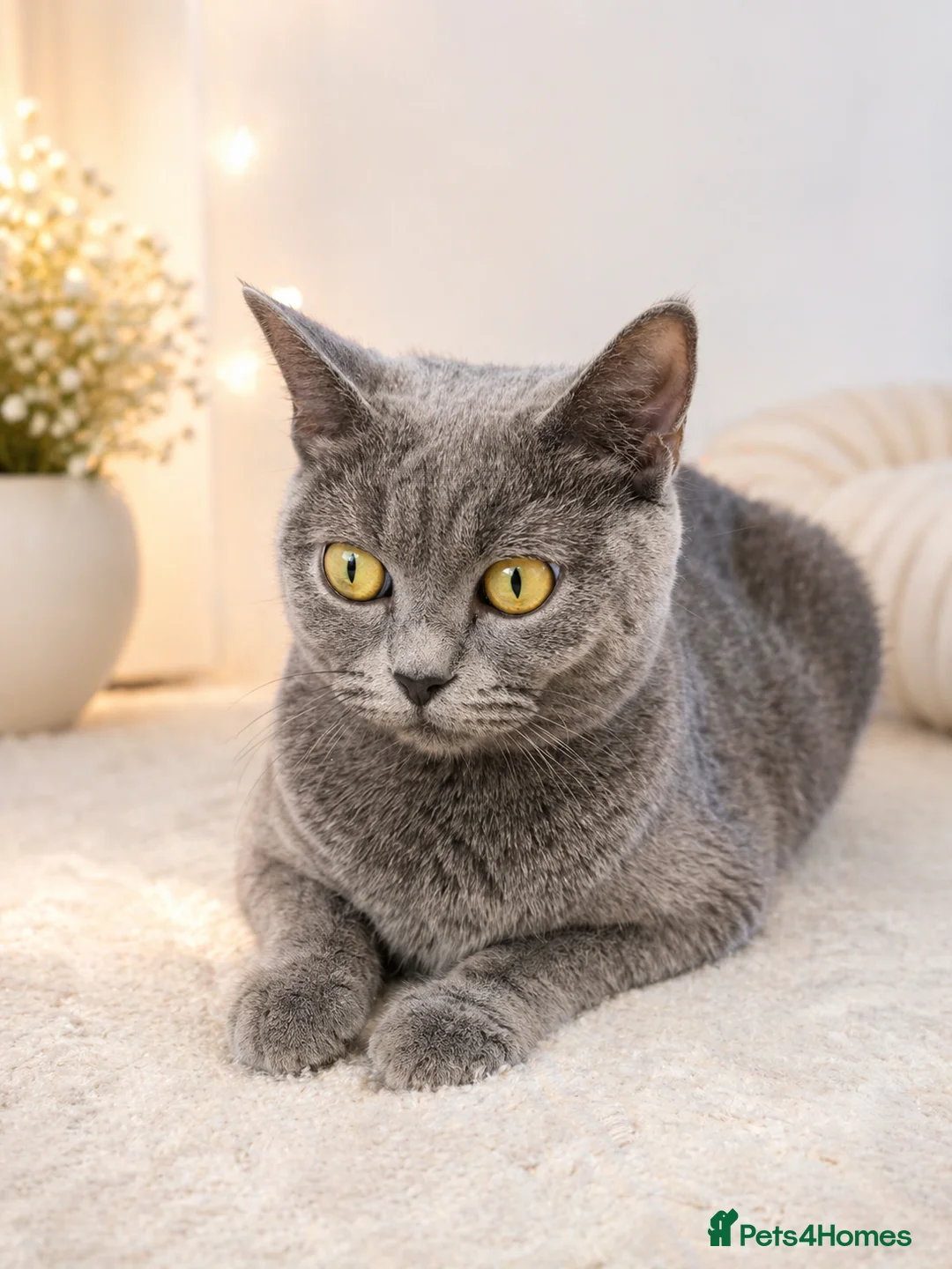 British Shorthair cats for sale: Beautiful British Shorthair Kittens Available - Advert 1