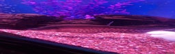 Other/Mixed Breed fish for sale: Fish Stock List - Updated Regularly  - Advert 11