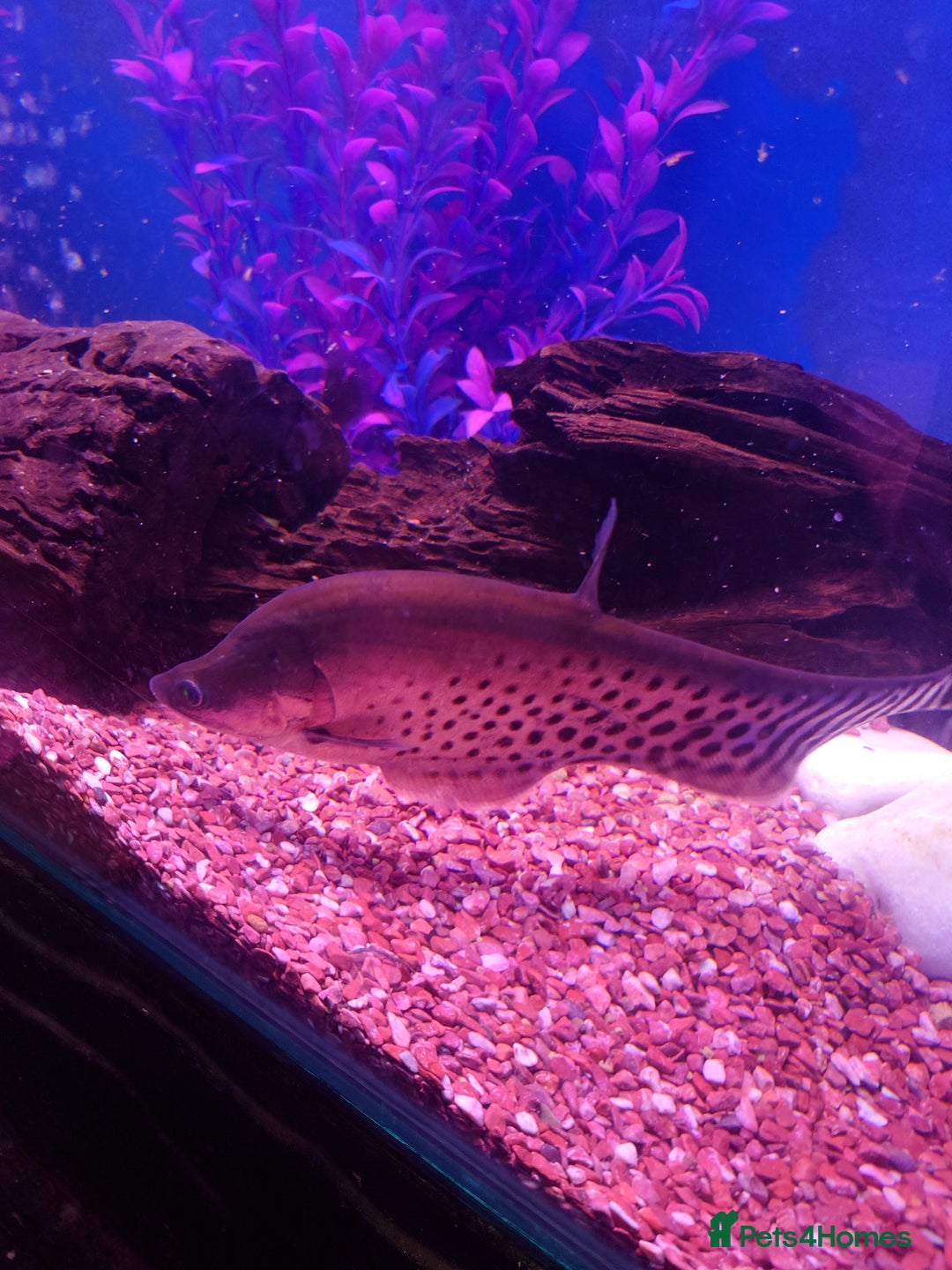 Other/Mixed Breed fish for sale: Fish Stock List - Updated Regularly  - Image 10