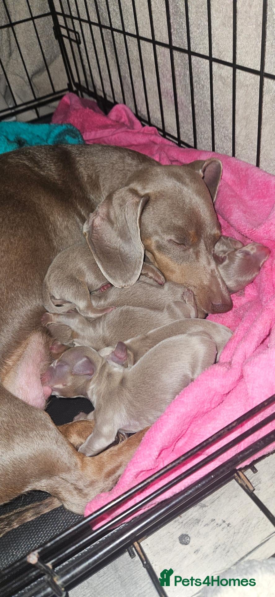 Miniature Dachshund dogs Mini dachshund  - Advert 6