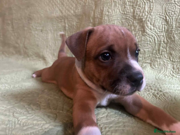 Staffordshire Bull Terrier dogs - Advert 1