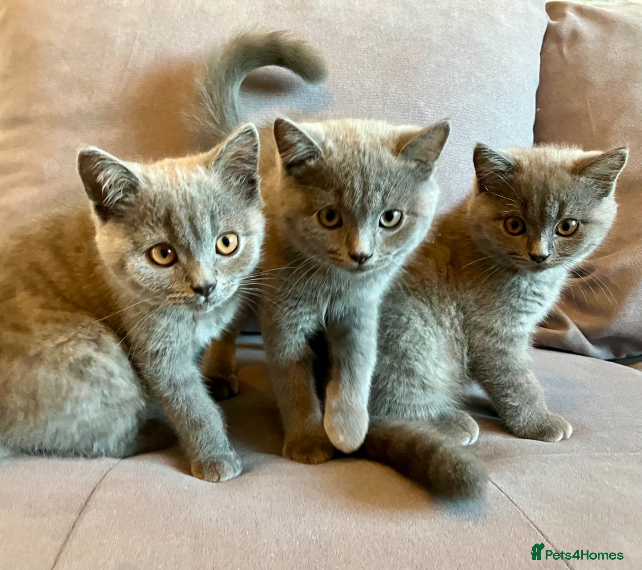 British Shorthair cats 💙 Gorgeous Blue British Shorthair Kittens  💙 - Advert 16
