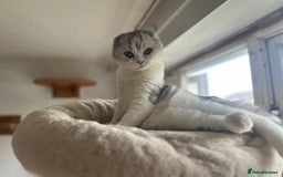 Scottish Fold cats for sale: Kittens Ready for Their Forever Homes - Image 25