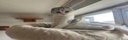 Scottish Fold cats for sale: Kittens Ready for Their Forever Homes - Advert 22
