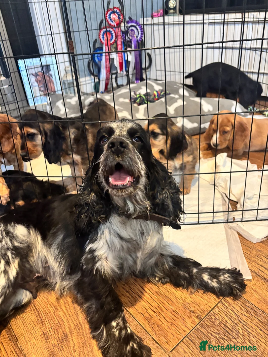 Cocker Spaniel dogs for sale: Cocker spaniel puppies  in Atherstone - Advert 13