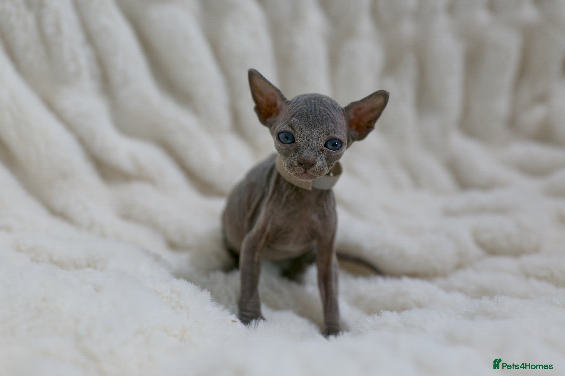 Sphynx cats Lovely Sphynx Kittens available - Advert 2
