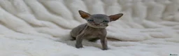Sphynx cats for sale: Lovely Sphynx Kittens available - Advert 2