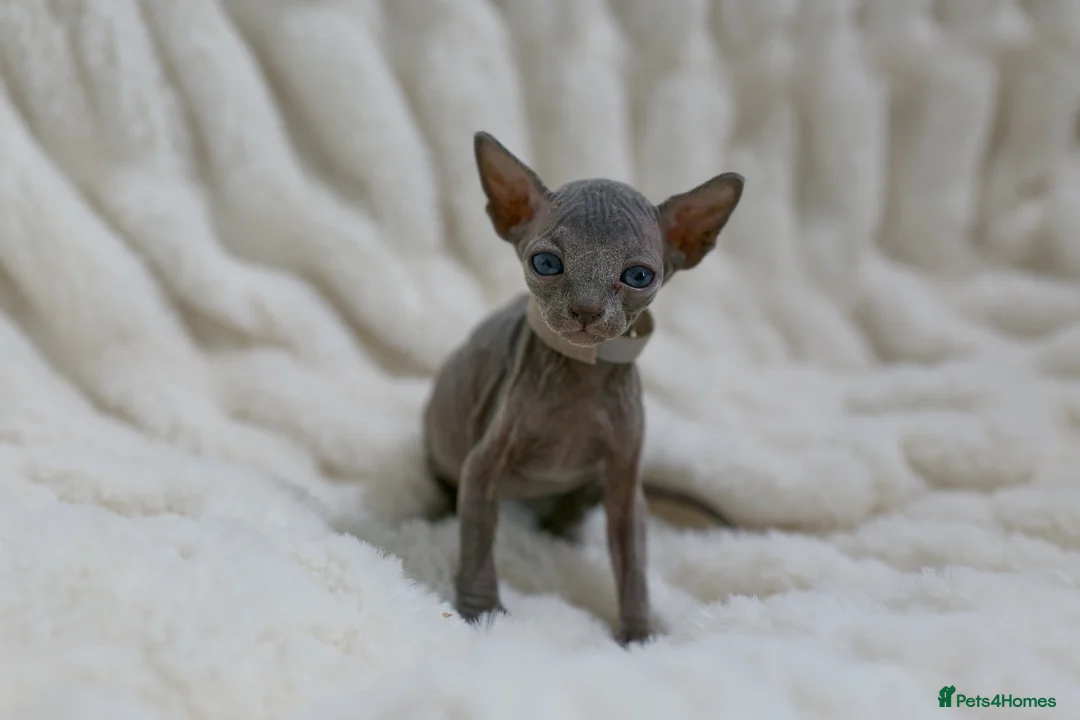 Sphynx cats for sale: Lovely Sphynx Kittens available - Advert 2