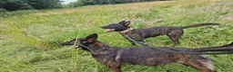 Belgian Shepherd Dog dogs for sale: Dutch Shepherd Puppies - Advert 16