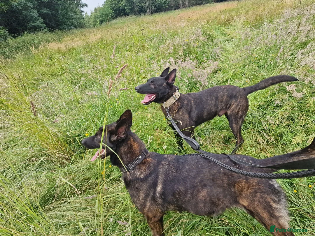 Belgian Shepherd Dog dogs for sale: Dutch Shepherd Puppies - Advert 16
