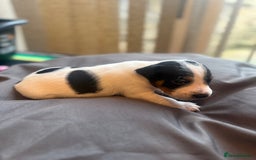 Jack Russell dogs for sale: Beautiful Jack Russell Litter - Image 28
