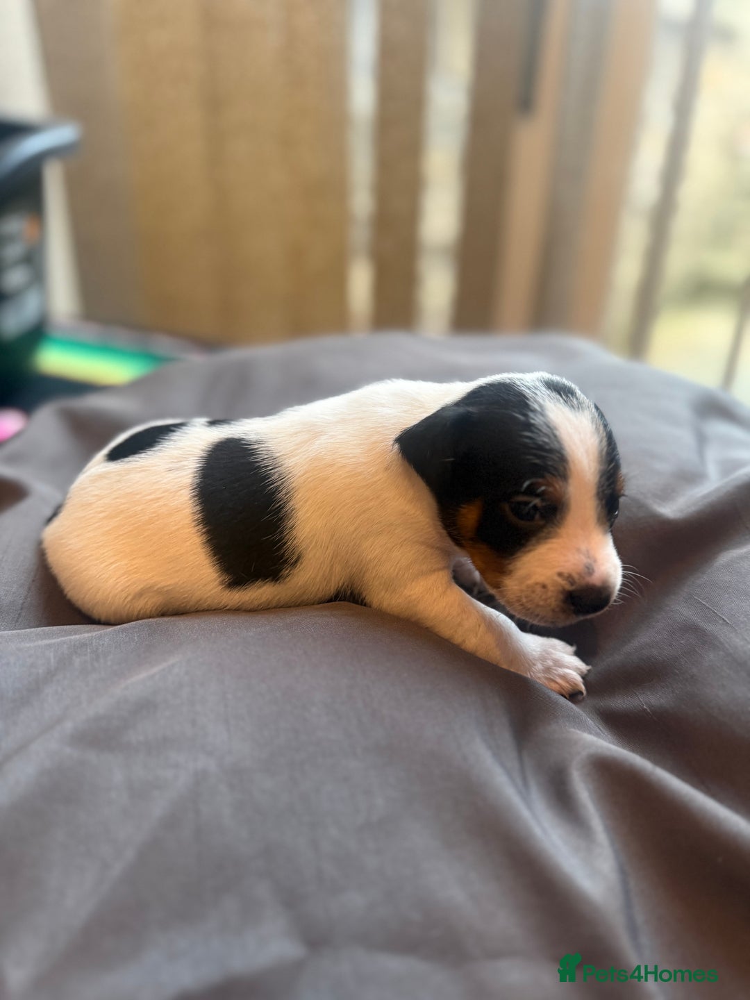 Jack Russell dogs for sale: Beautiful Jack Russell Litter - Image 28