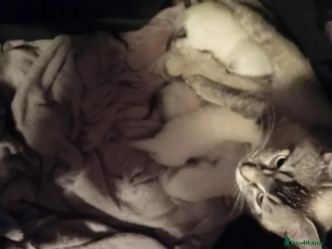 Ragdoll cats for sale: Last male  in Huddersfield - Advert 1