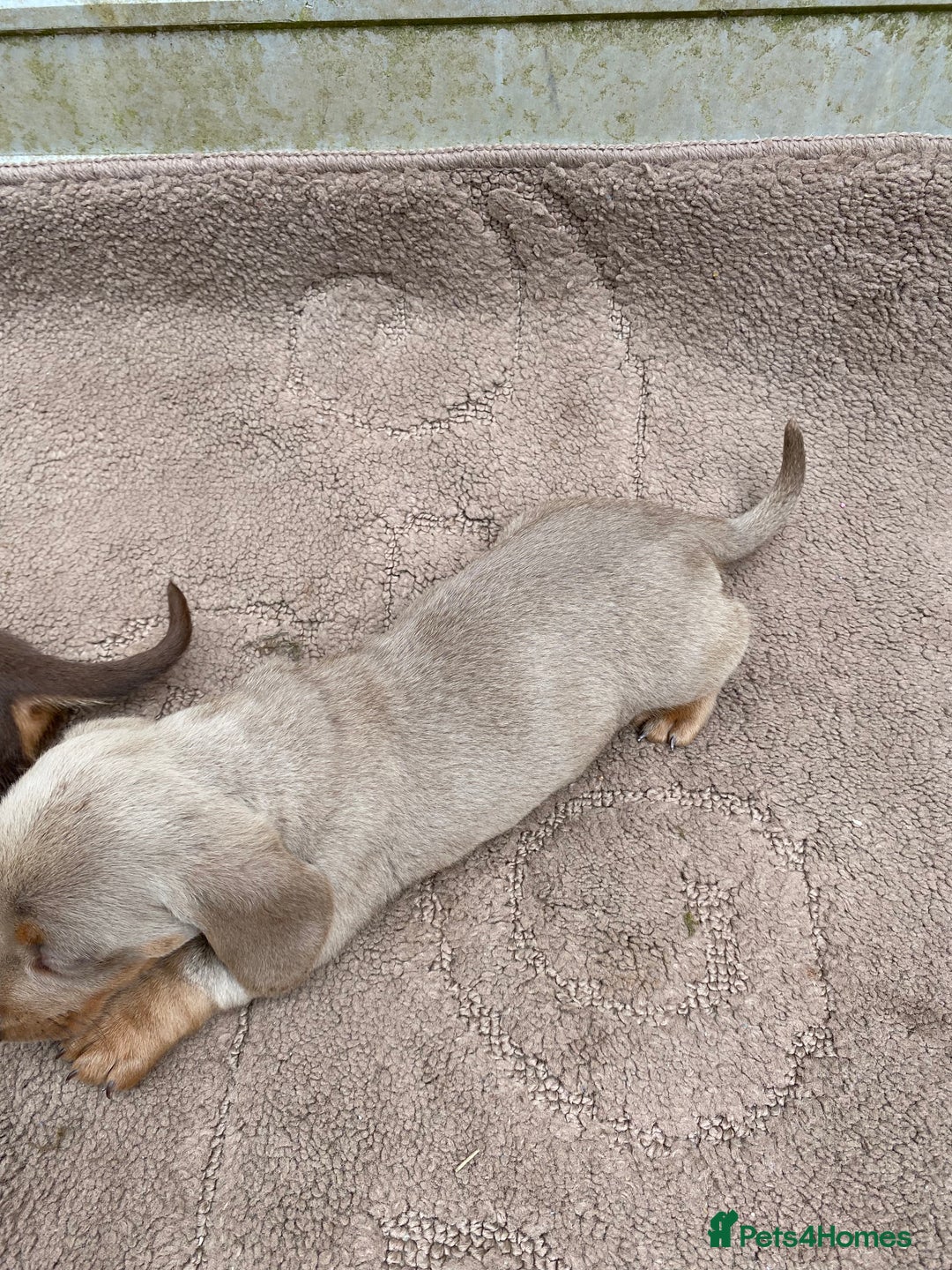 Dachshund dogs for sale: Dachshund  - Image 17
