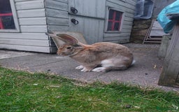Continental Giant rabbits for sale: Baby Continental giants - Image 12