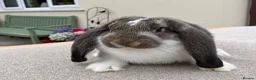 French Lop rabbits for sale: Young French Lops - Advert 2