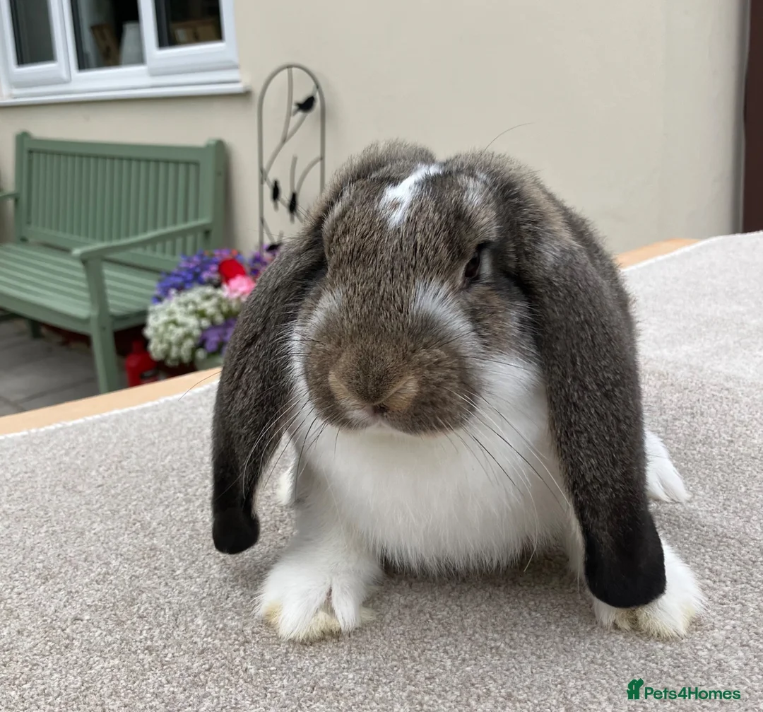 French Lop rabbits for sale: Young French Lops - Advert 2