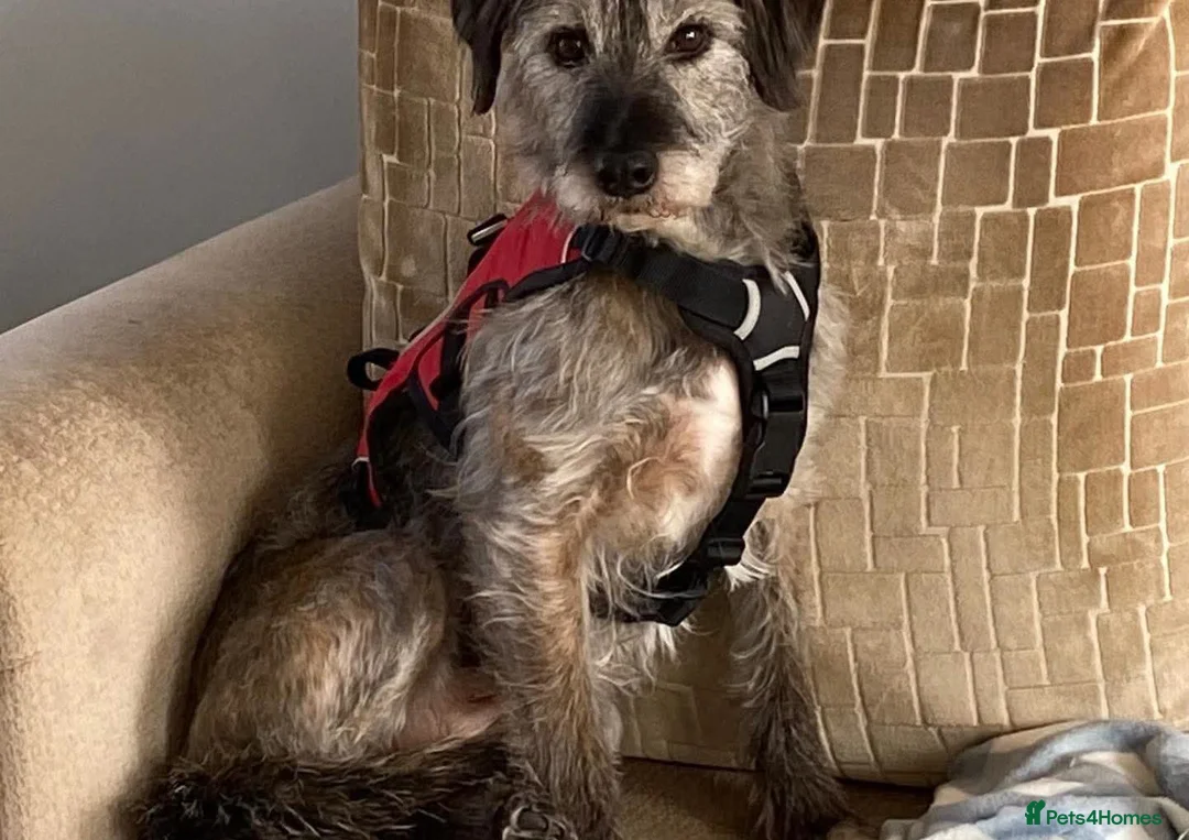 Mixed Breed dogs for adoption: 💕 Meet Connie in Spalding - Advert 1
