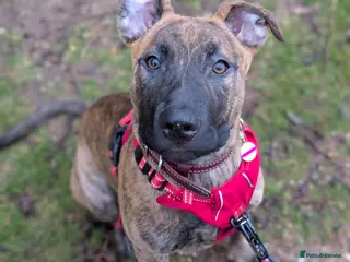 Mixed Breed dogs Rehoming Ozzy - Dutch Shepherd X - Advert 8