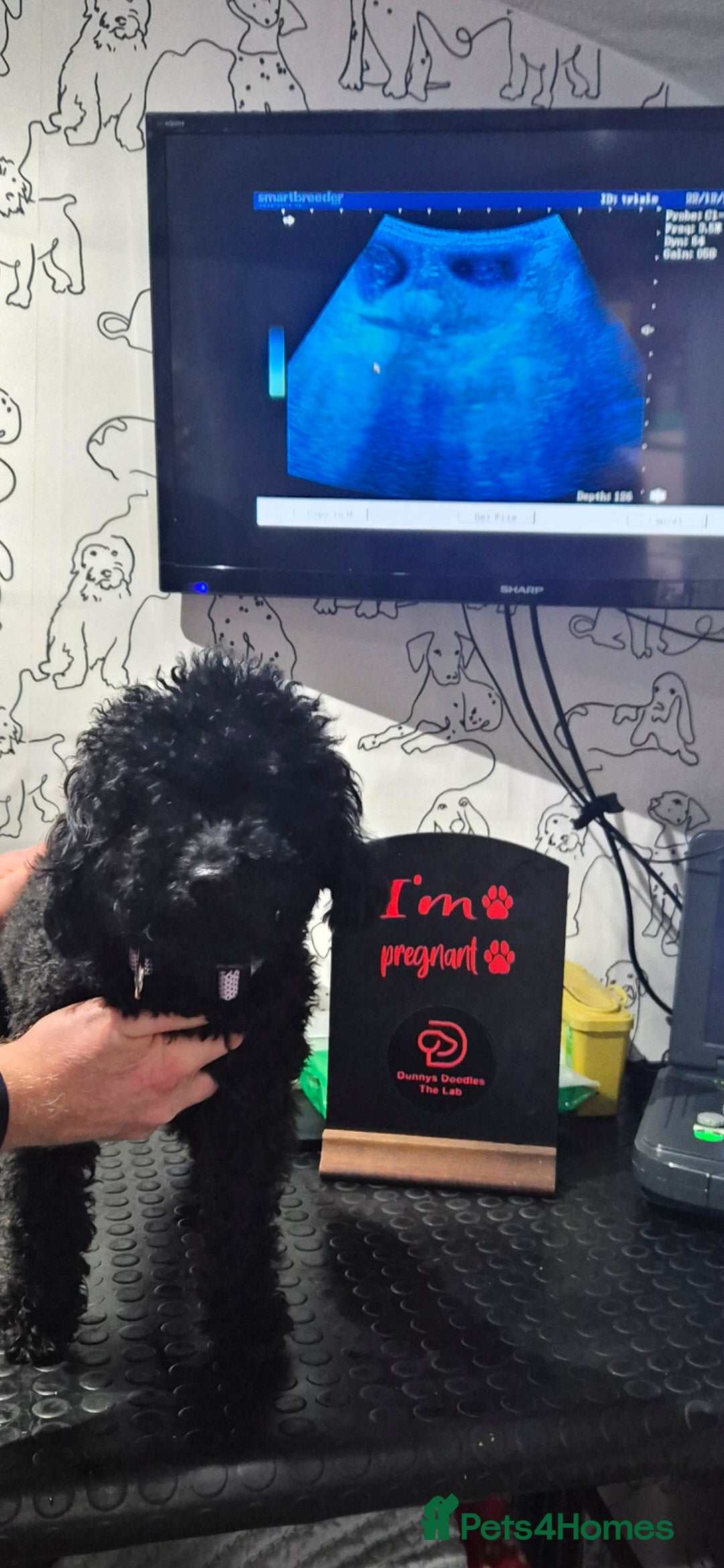 Cavapoo dogs for sale: Cavapoo puppys - Advert 3