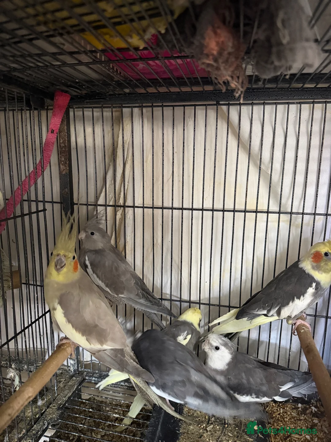 Cockatiels birds for sale: Cockatiels and Budgies birds  in London - Advert 2