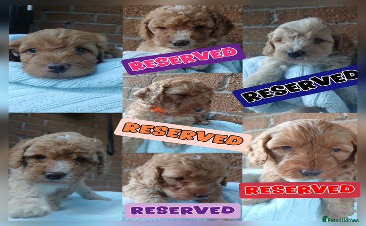 Cockapoo dogs - Advert 7