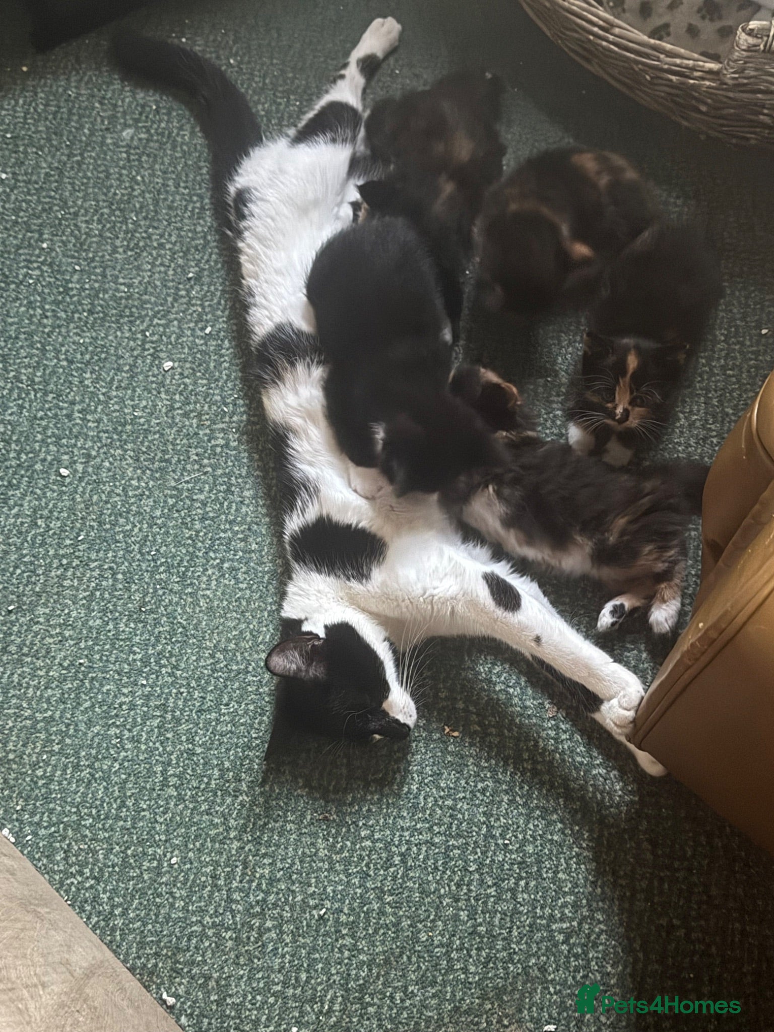 Mixed Breed cats Two Female Kittens  - Advert 1