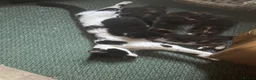 Mixed Breed cats for sale: Two Female Kittens  - Advert 1