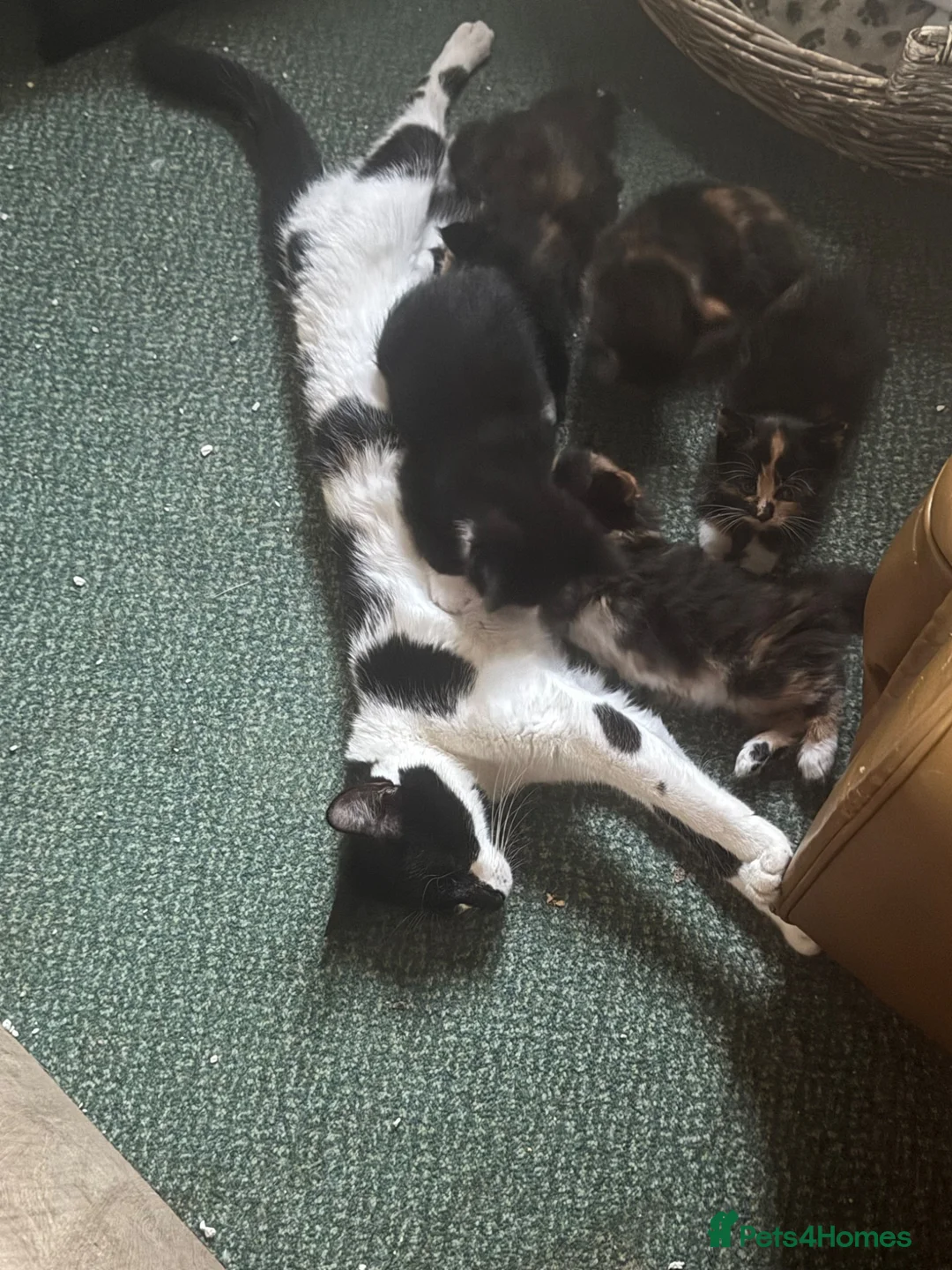 Mixed Breed cats for sale: Two Female Kittens  - Advert 1