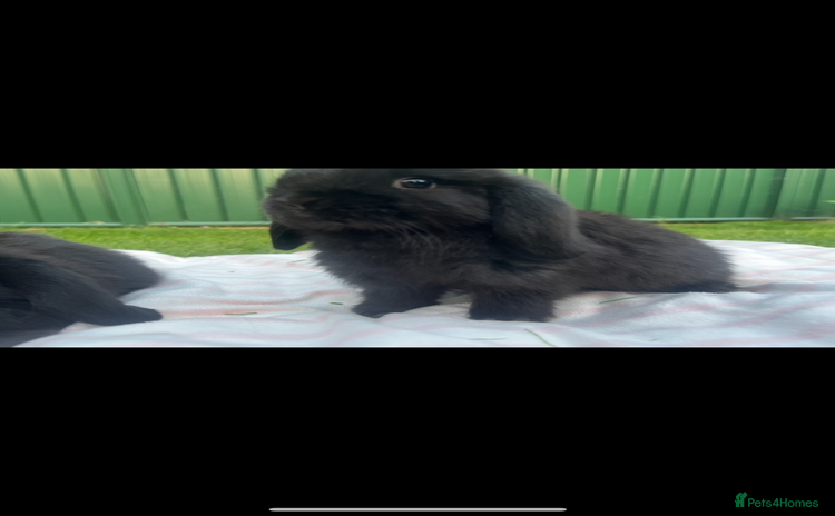 Mini Lop rabbits - Advert 17