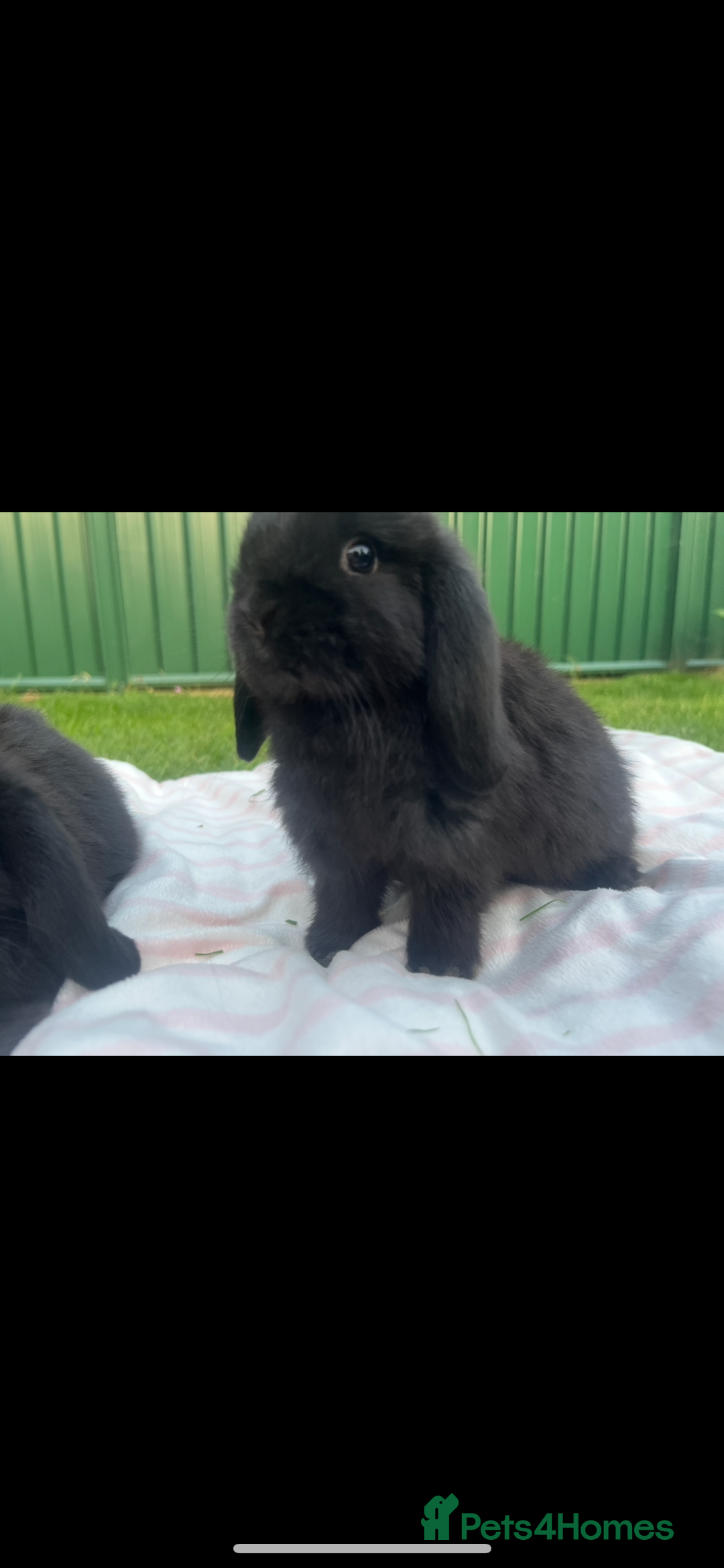 Mini Lop rabbits for sale:  Last mini lop boy available  - Image 1