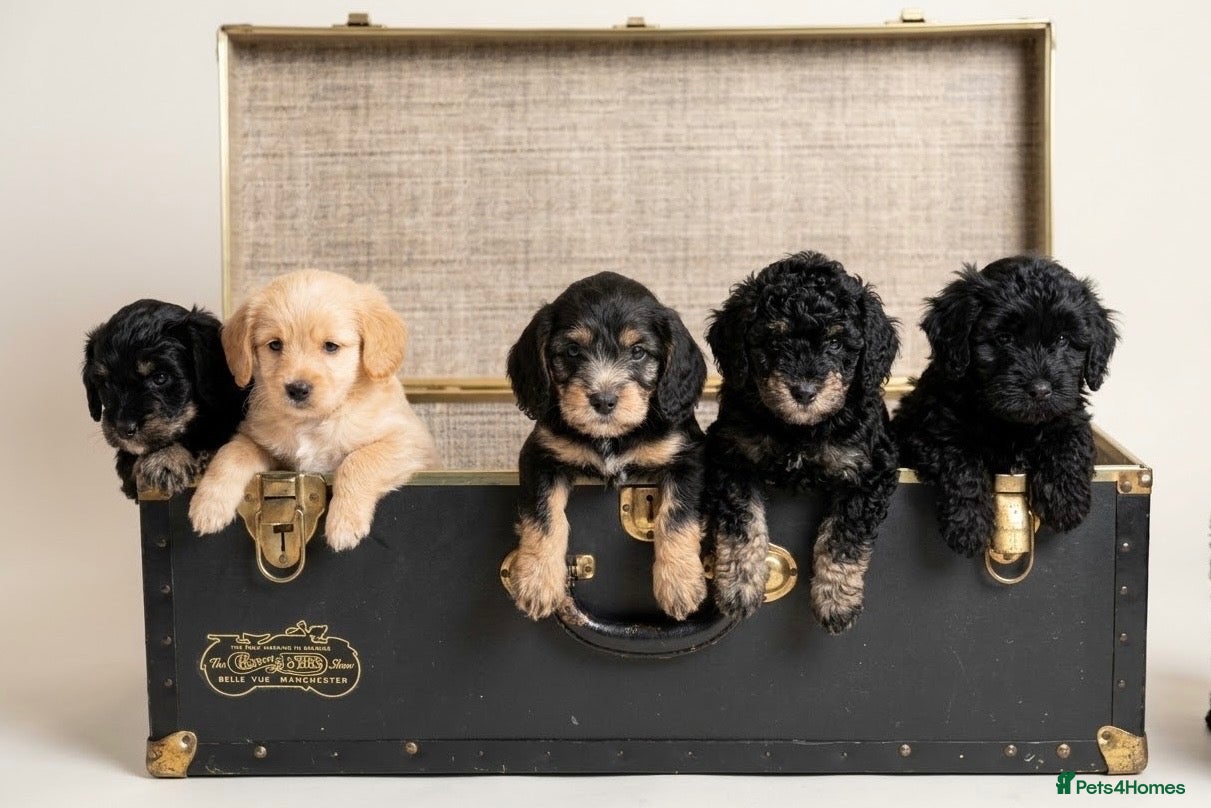 Cockapoo dogs for sale: Beautiful F1b Cockapoo Puppies phantom colours 🐾 - Advert 1