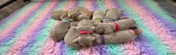 Weimaraner dogs for sale: Silver weimeraner puppies  - Advert 19
