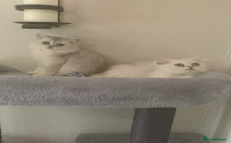 British Longhair cats in Bournemouth - Advert 1