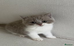 British Shorthair cats for sale: British shorthair/British longhair kittens 🐾  - Image 10