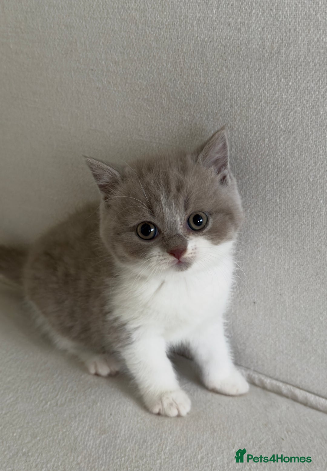 British Shorthair cats for sale: British shorthair/British longhair kittens 🐾  - Image 10