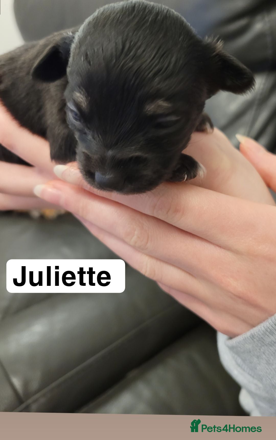 Chihuahua dogs for sale: 5 chihuahua puppies - Advert 3