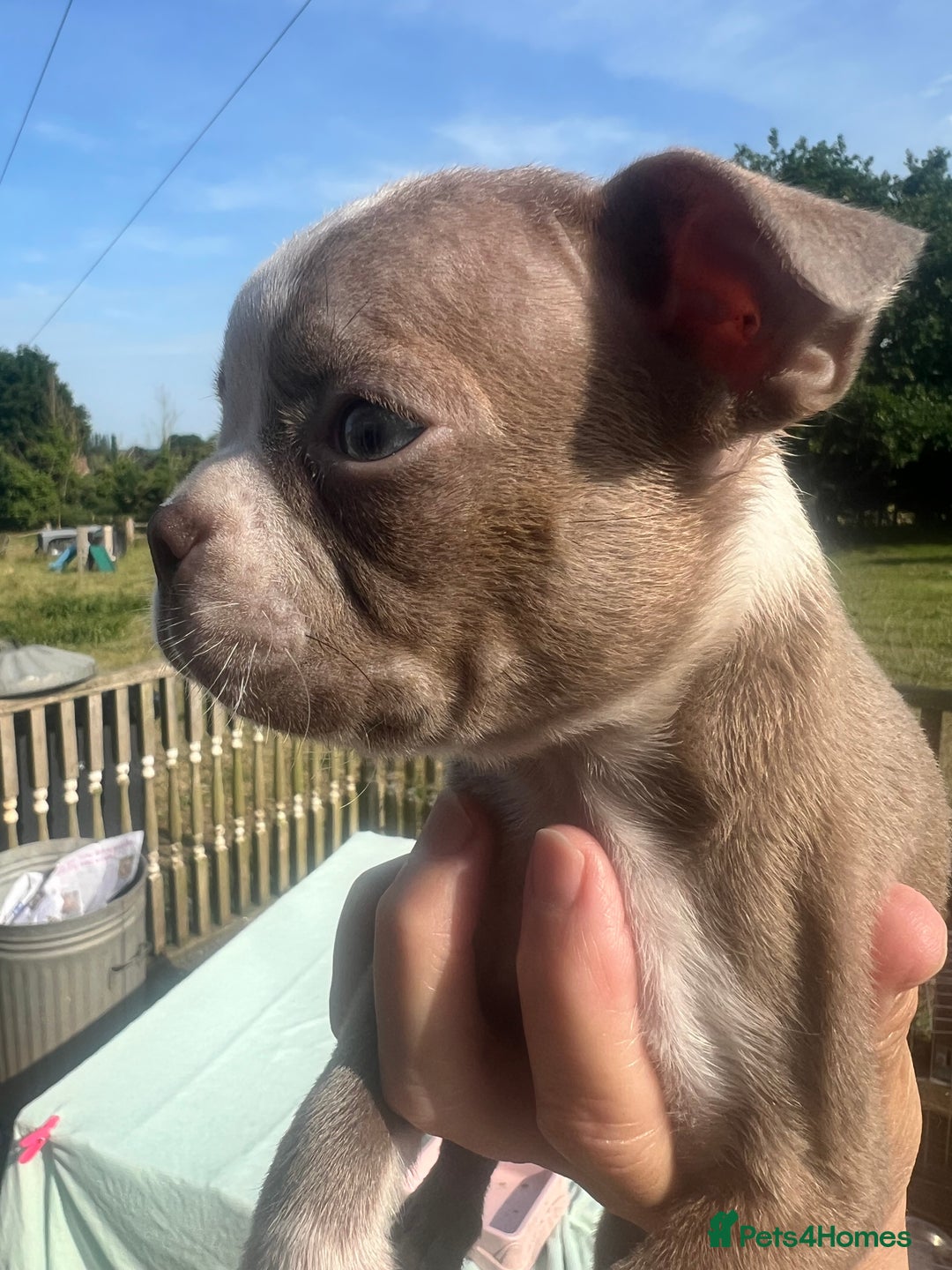 Boston Terrier dogs for sale: KC stunning chunky Boston Terriers - Image 32