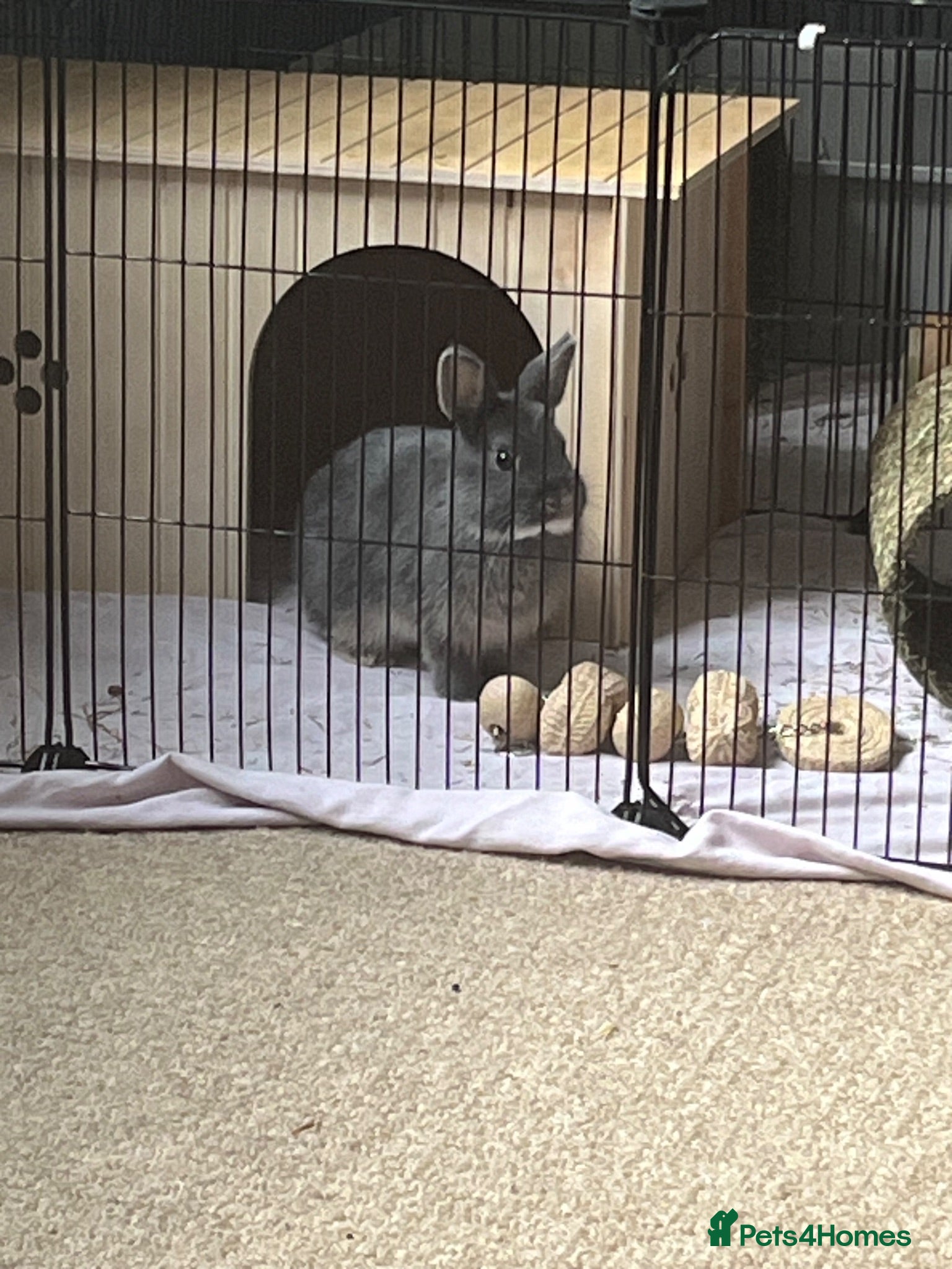 Netherland Dwarf rabbits Shadow looking for a new home  - Advert 1