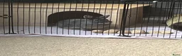 Netherland Dwarf rabbits for sale: Shadow looking for a new home  - Advert 1