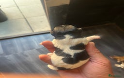 Jack Russell dogs for sale: Minicher jacks  - Image 2